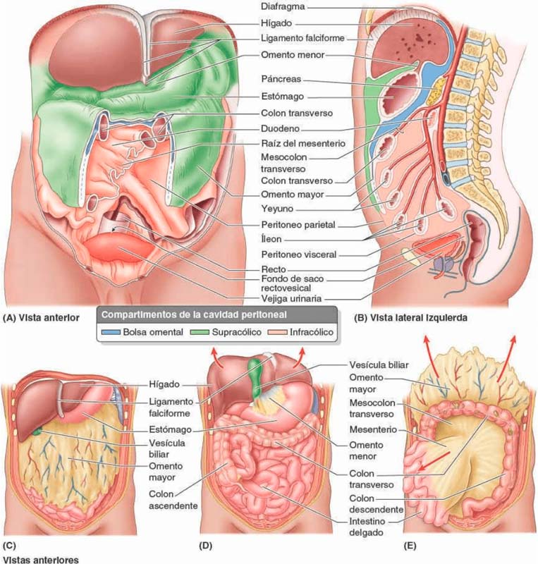 Esquema de las fascias y ligamentos del tracto gastrointestinal abdominal