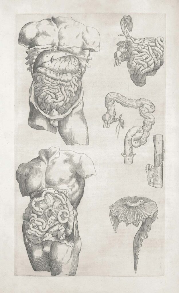 Esquema de la anatomía del sistema digestivo