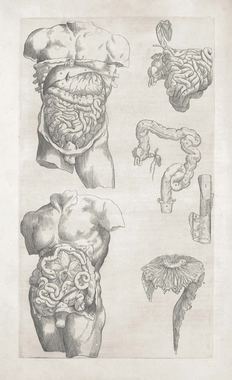 Dolor de espalda baja e intestinos: la conexión que tu médico no te cuenta